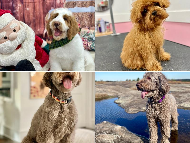 Woof Gang Bakery & Grooming Beltline