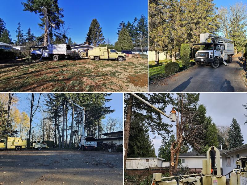 Mid Valley Tree Services