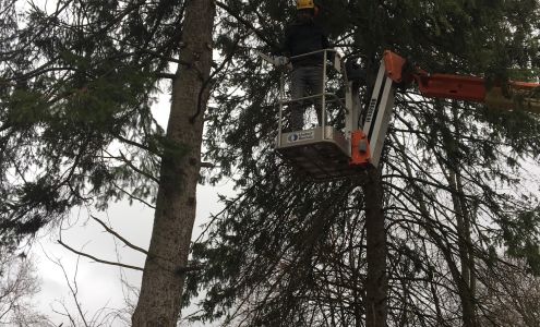 Northern Tree Experts