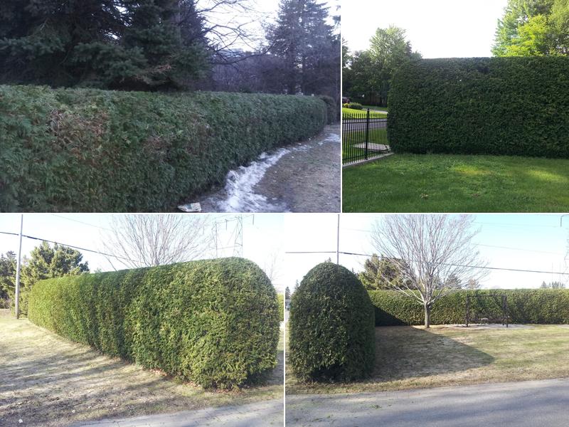 Francis Hedge Trimming Division of Fast Fran