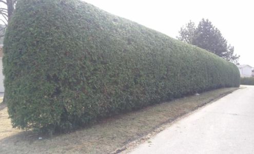 Francis Hedge Trimming Division of Fast Fran