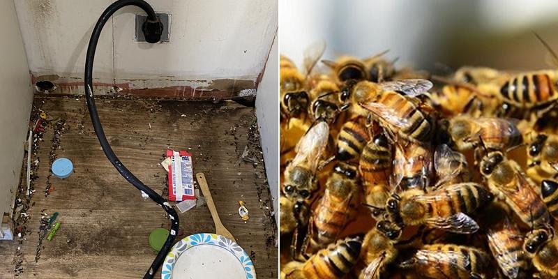 Allnone Pest Eliminators