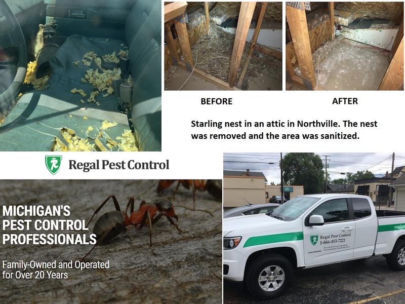 Regal Pest Control