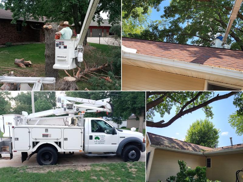 Jiménez Tree service