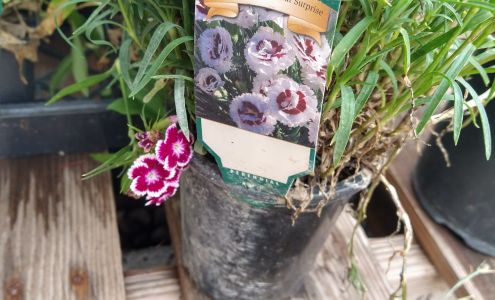 Green Acres Nursery 125 Grn Acrs Ln, Grangeville Idaho 83530