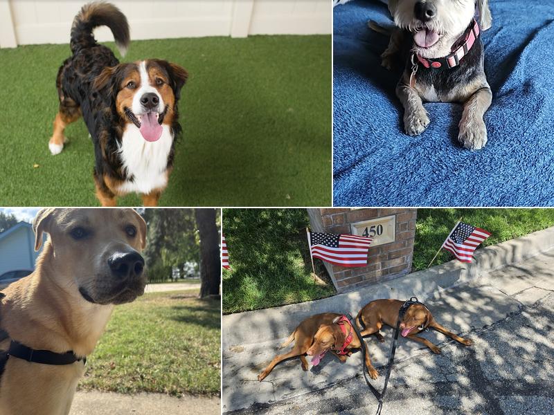 Camp Bow Wow Goddard