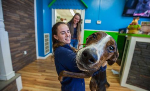 Hounds Town Wake Forest