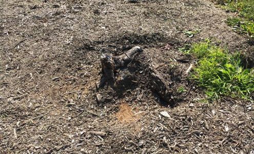 S & S Tree Services 1187 Oliver St, North Tonawanda New York 14120