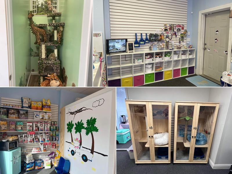 Feline Fancy Resort & Spa