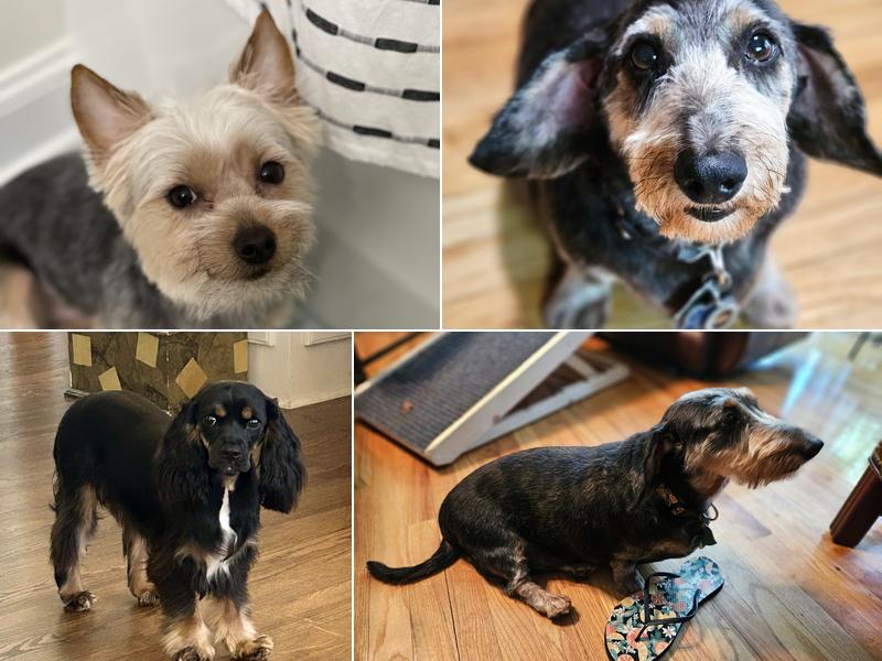 The Corner Pet Grooming