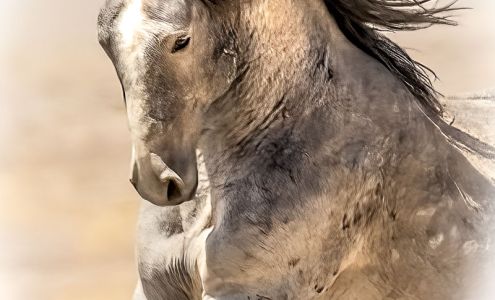 Cheyenne Jensen fine art photography and Nature Art Gallery