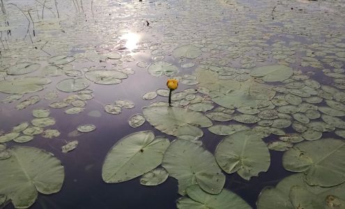 Bay Lake Marine-Service Deerwood