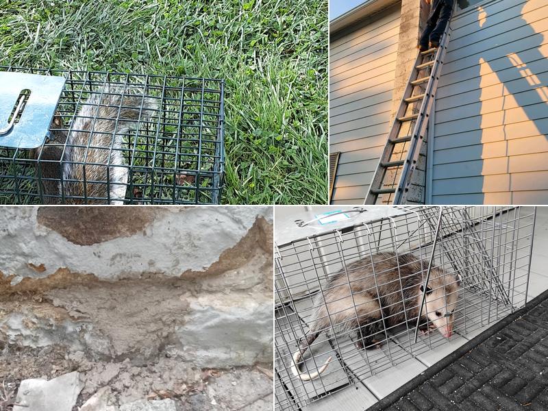 AAliant Pest Control (NEPA)