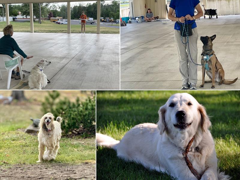 Dog Gone Good Dog Training