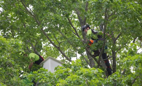 Treecologic Inc. 140 Melissa St #3, Richibucto Road New Brunswick E3A 6W1