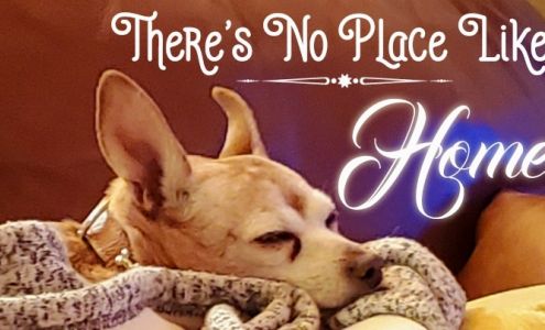 Paw Keepers Dog Walking and Pet Sitting Service