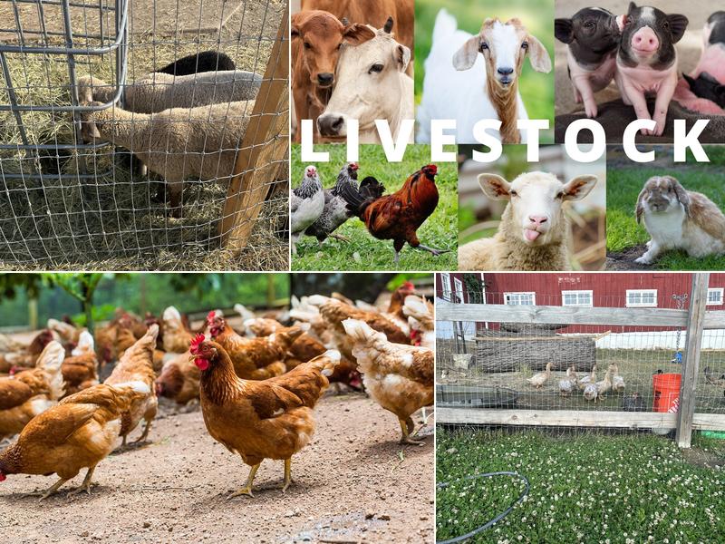 Harvard Poultry Farm & Live Stock