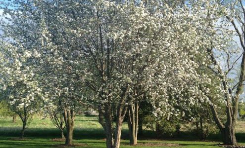 Damon's Quality Yard Services LLC N8892 WI-187, Shiocton Wisconsin 54170