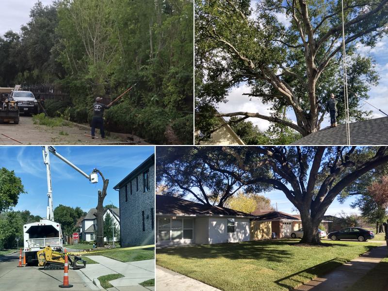 Gilbert's Tree and Lawn Service