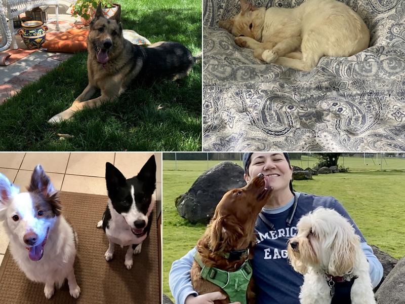 Sits and Walks - Pet Sitter/Dog Walker