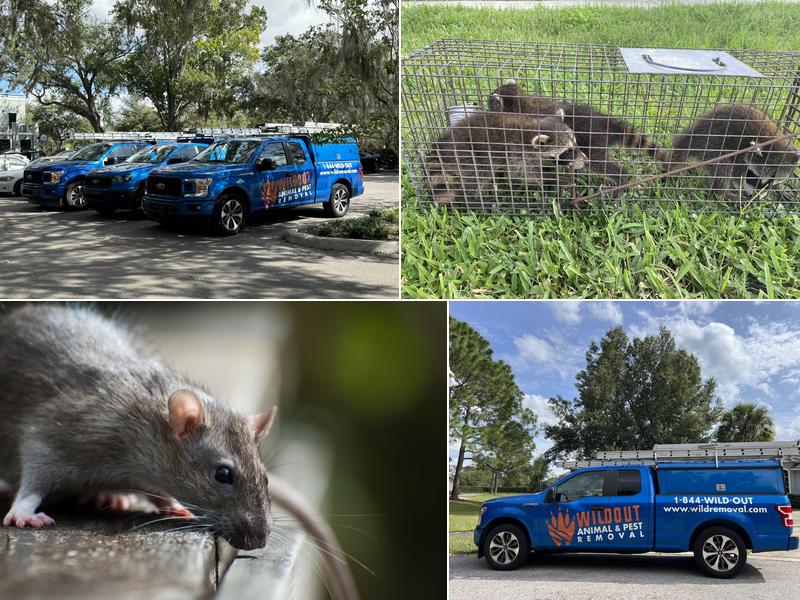 Wildout Animal & Pest Removal Orlando