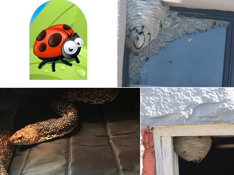 Bugs and Beyond - Pest Control Service