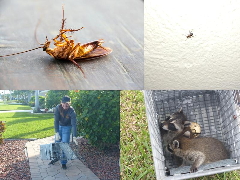 ENG Pest Control Cape Coral