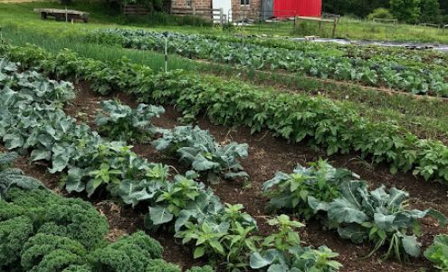 Morning Scape Farm Spring Valley