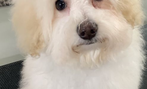 The Pet Groomer 1608 Alvin St, Lake Charles Louisiana 70601