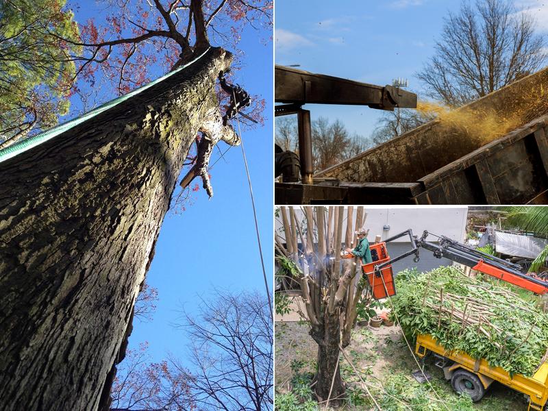 Tree Service Experts Long Beach