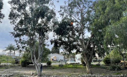 Ramon Loyas Tree Services 27985 California Ave, Winchester California 92596