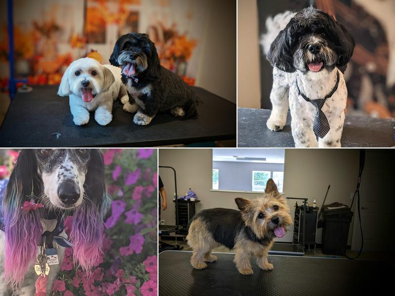 Pawsitive Strides Corning