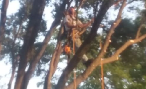 Accurate Tree and Stump Removal