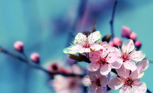 Blossom Lash Lounge - Eyelash Extensions in Nanaimo