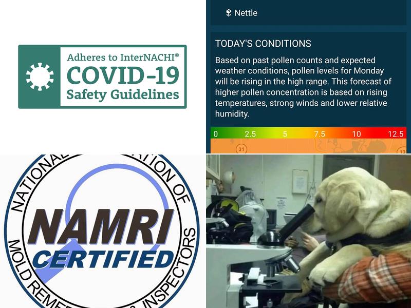 Healthy Home Mold Inspection