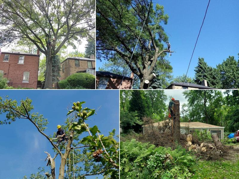 Aguilar Landscaping & Tree Service