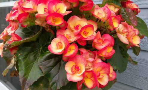 Escapes Electrolysis & Aesthetics