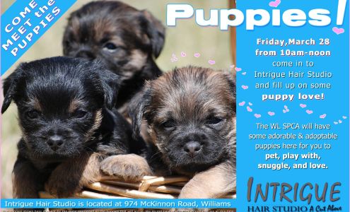 Intrigue Hair Studio 998 McKinnon Rd, Williams Lake British Columbia V2G 2L3