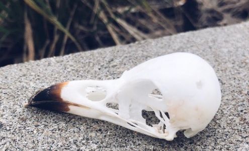 Anthem Tattoo Co 222 Baseline Rd #408, Sherwood Park Alberta T8H 1S8