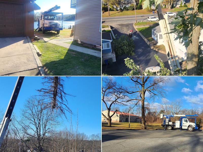 A.Kreta and Son Tree and Stump Removal