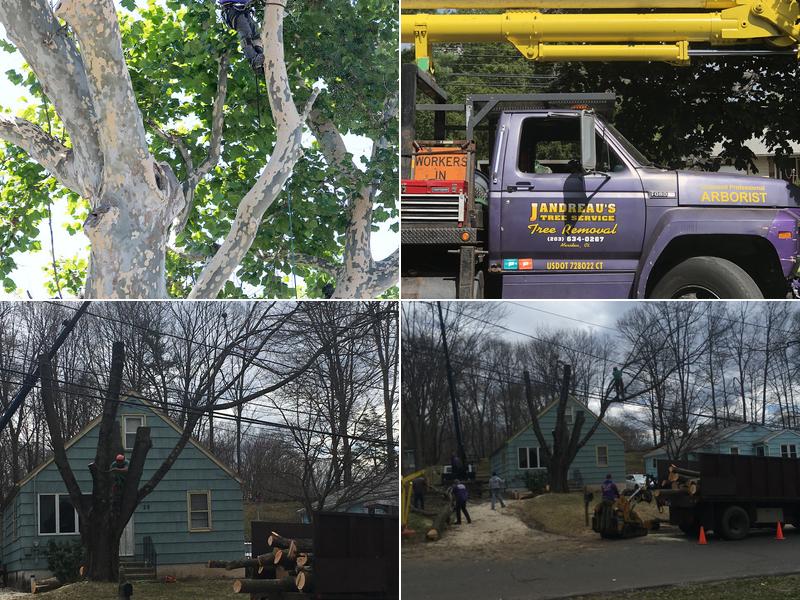 Jandreau's Tree Services