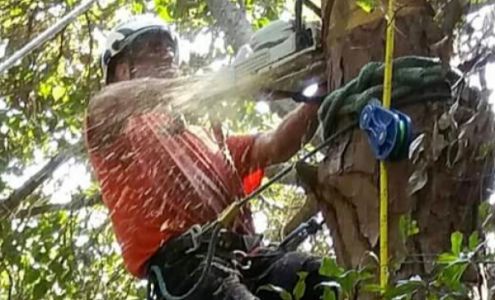 Redwine's Tree Service LLC