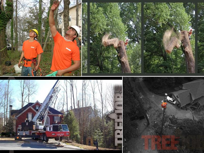 Johns Creek Tree Services