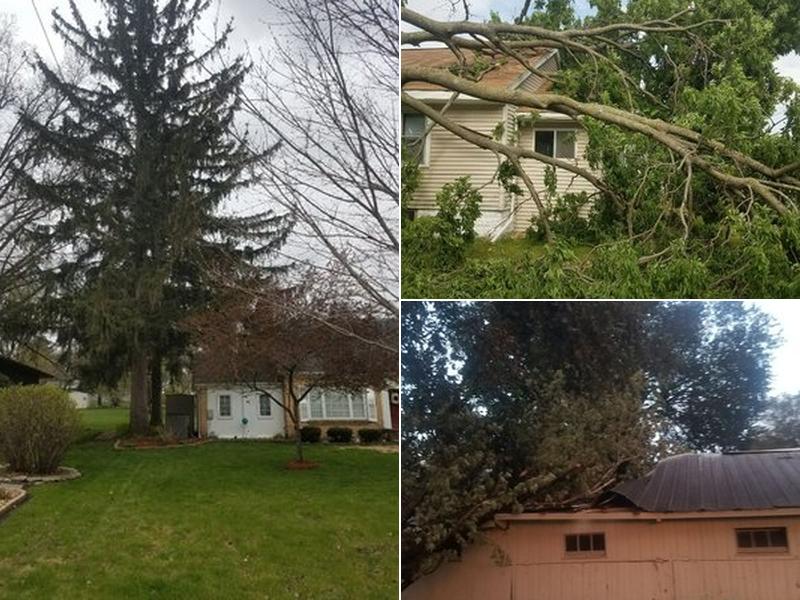 O'Connell's tree service