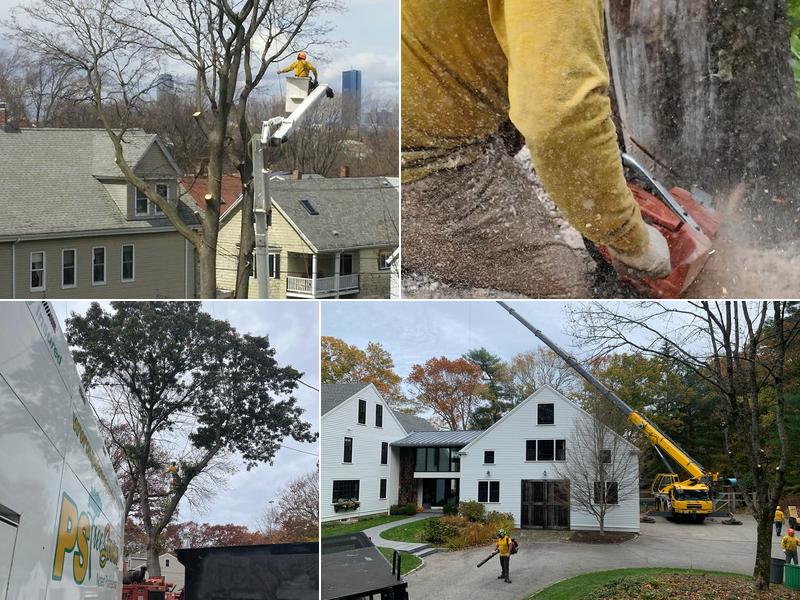 Ps Tree Service, Inc