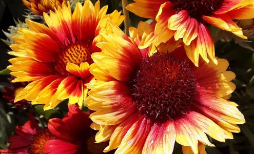 Tilleraas Landscape Nursery, Great Falls, MT