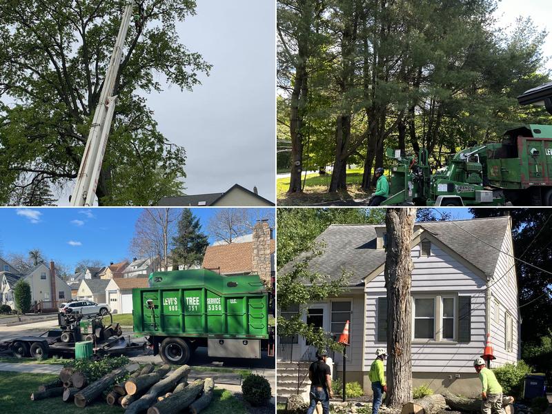 Levi's Tree Service LLC
