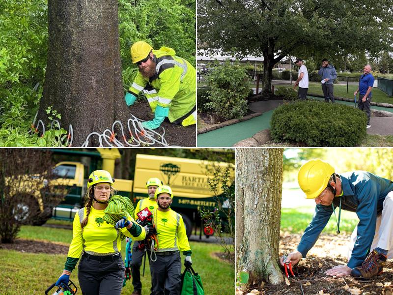 Bartlett Tree Experts