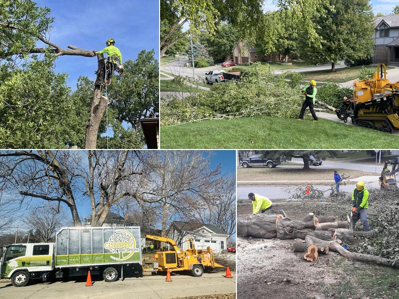 Cisneros Tree Service