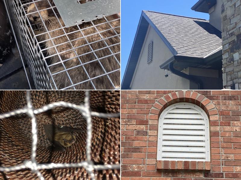 Pal Pest Bat Control